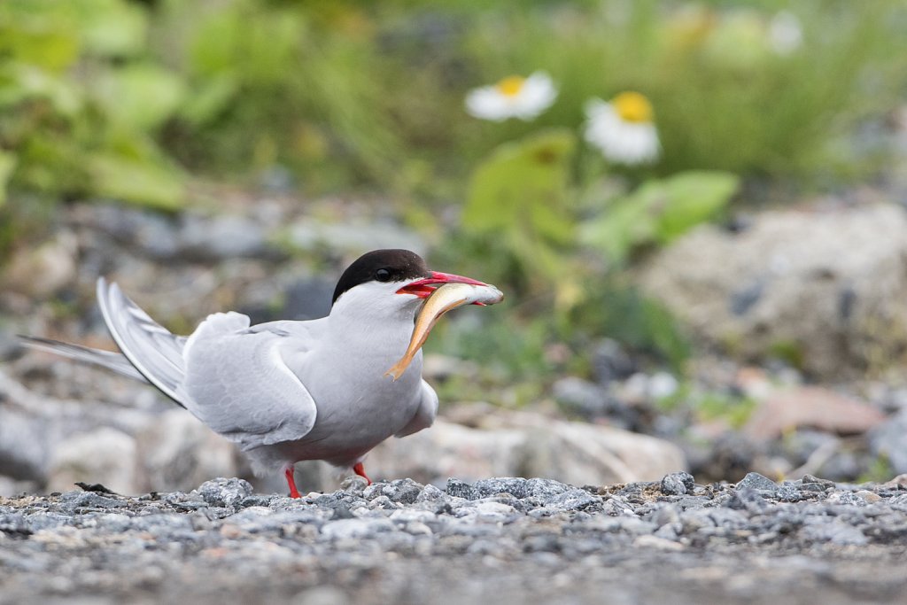 Noordse stern_Sterna paradisaea