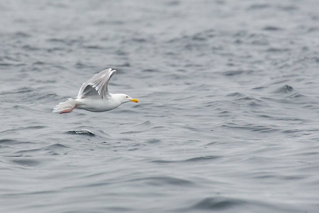 Grote burgemeester_Larus hyperboreus