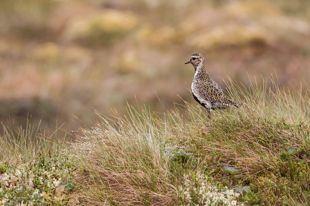 Goudplevier_Pluvialis apricaria