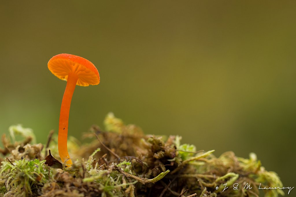 Veenmosvuurzwammetje_Hygrocybe coccineocrenata