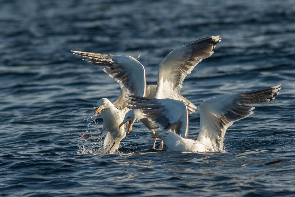 Grote mantelmeeuw_Larus marinus