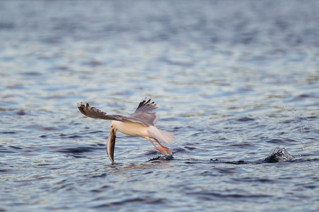 Zilvermeeuw_Larus argentatus