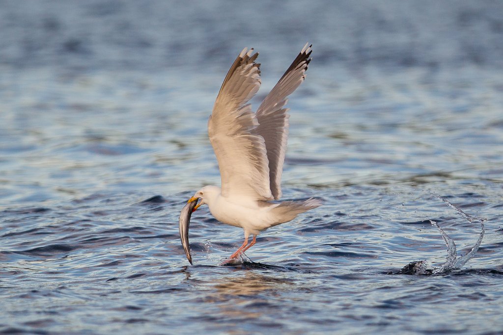 Zilvermeeuw_Larus argentatus