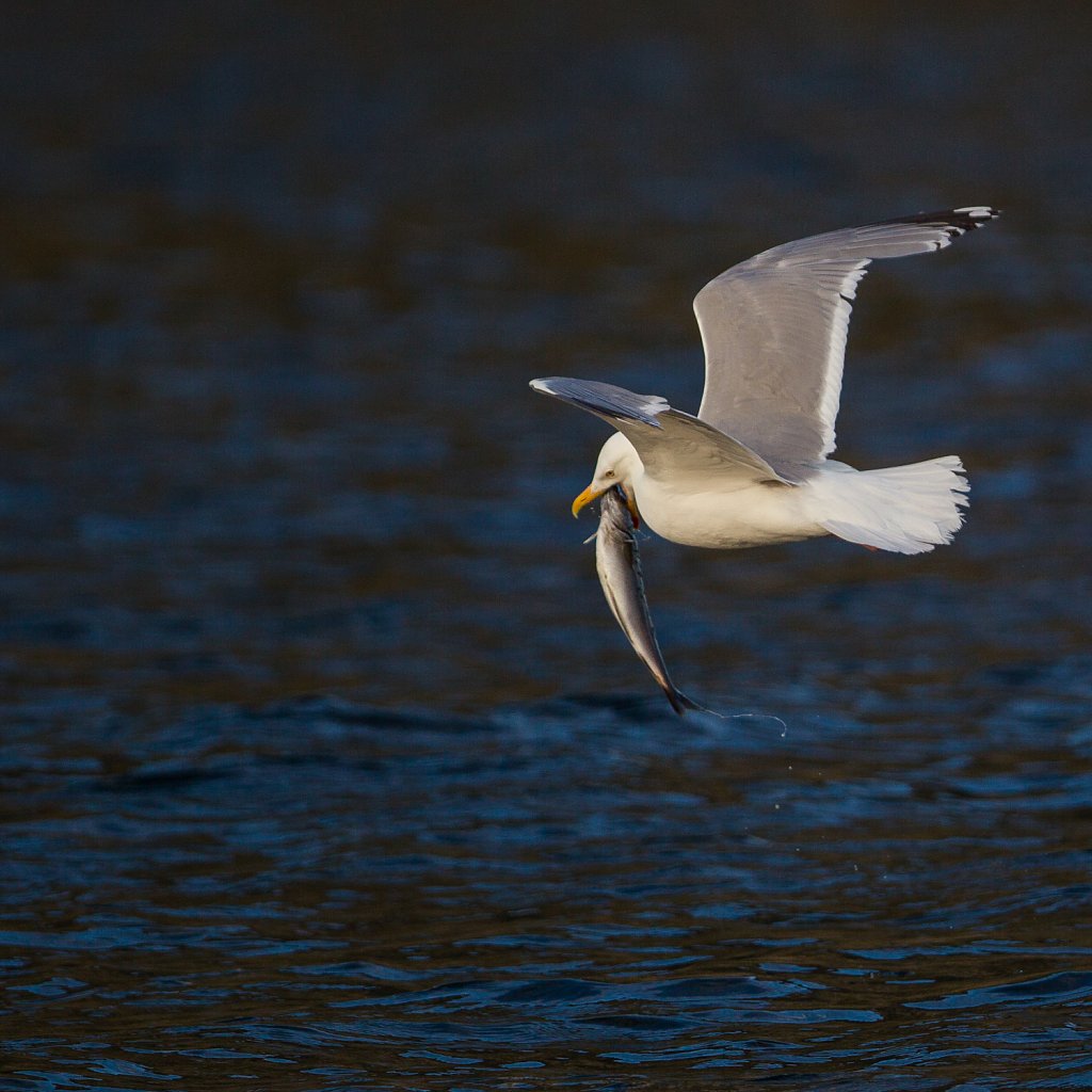 Zilvermeeuw_Larus argentateus