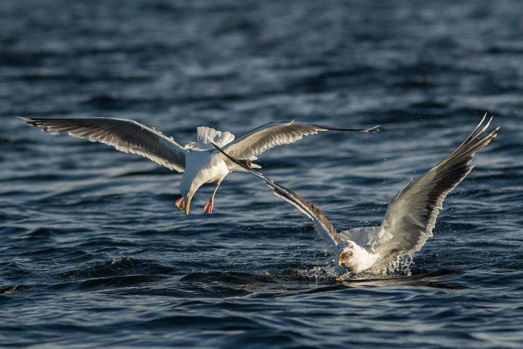 Grote mantelmeeuw_Larus marinus