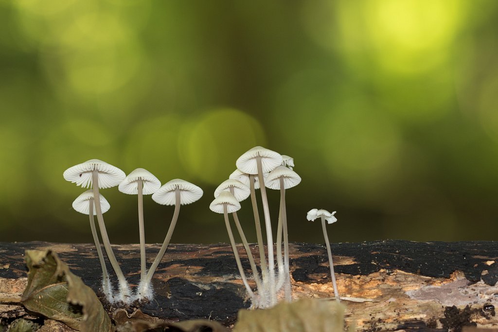 Bundelmycena_Mycena arcangeliana