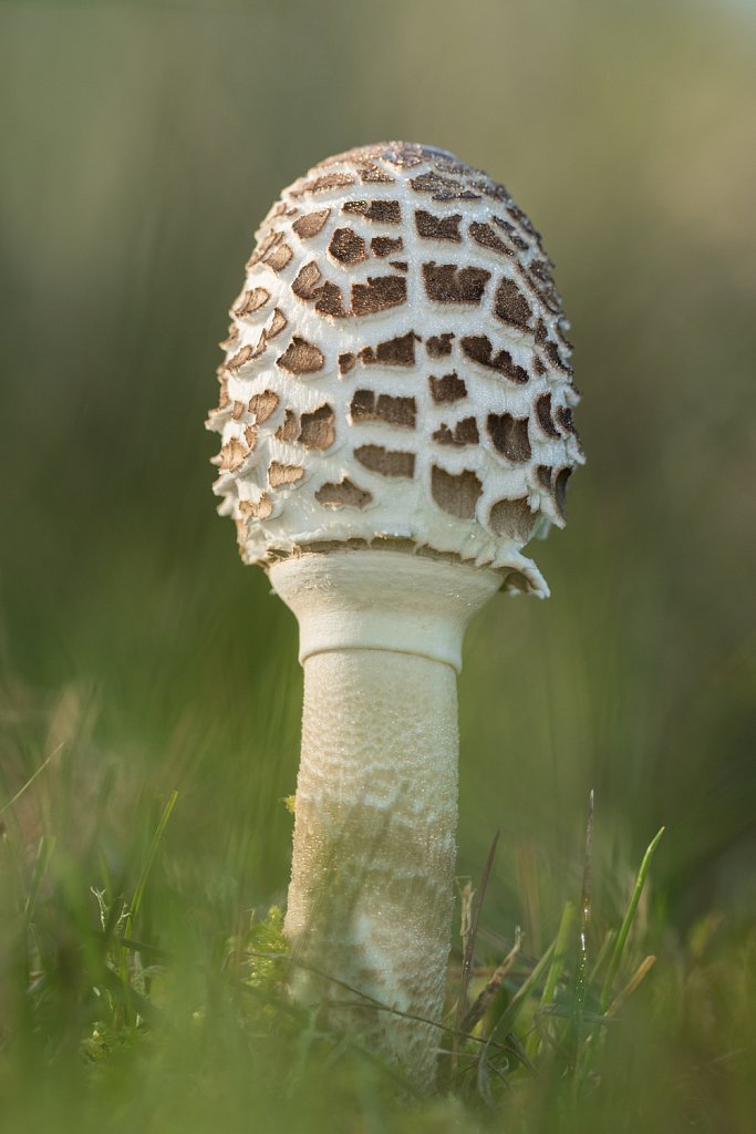 Knolparasolzwam_Macrolepiota rachodes