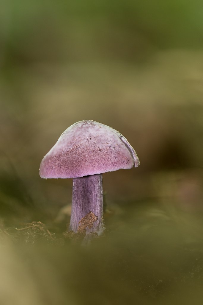 Paarse pronkridder_Calocybe inonides