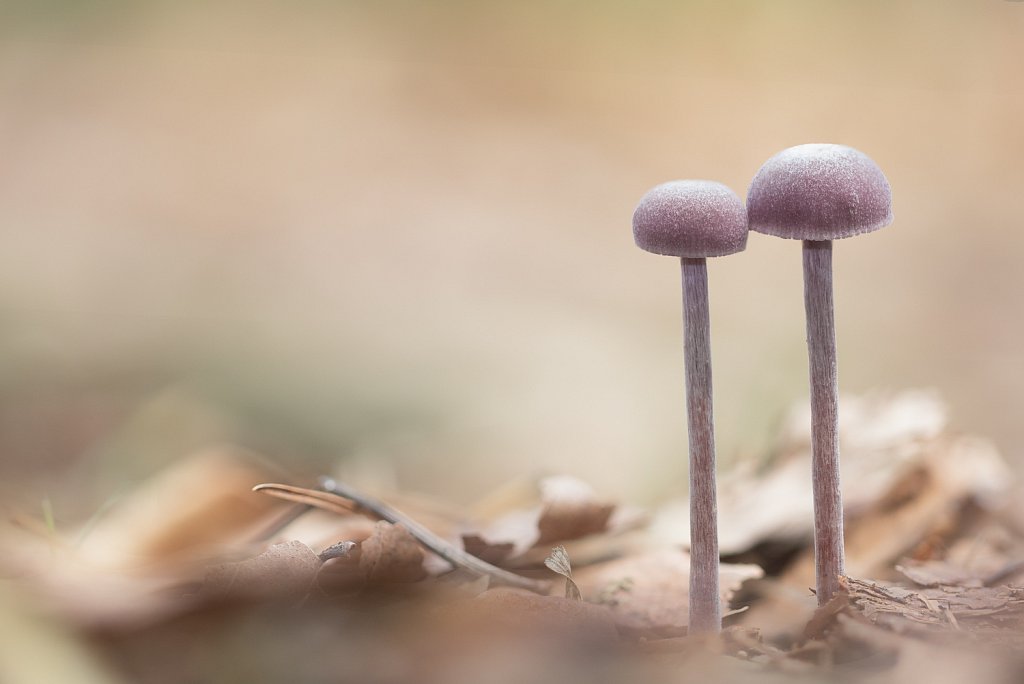 Rodekoolzwam_Laccaria amethystina