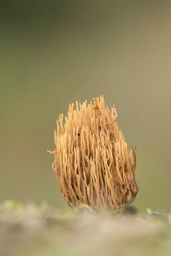 Rechte koraalzwam_Ramaria stricta