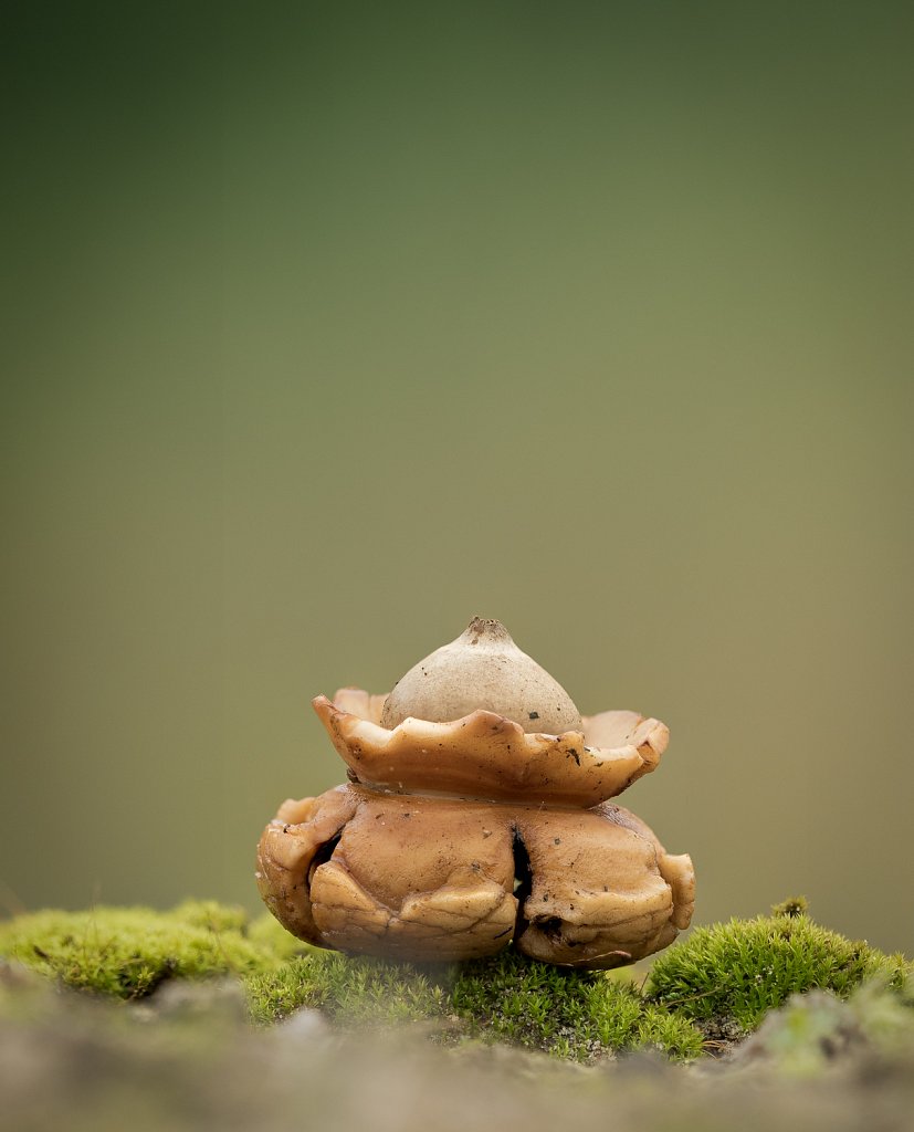 Gekraagde aardster_Geastrum triplex