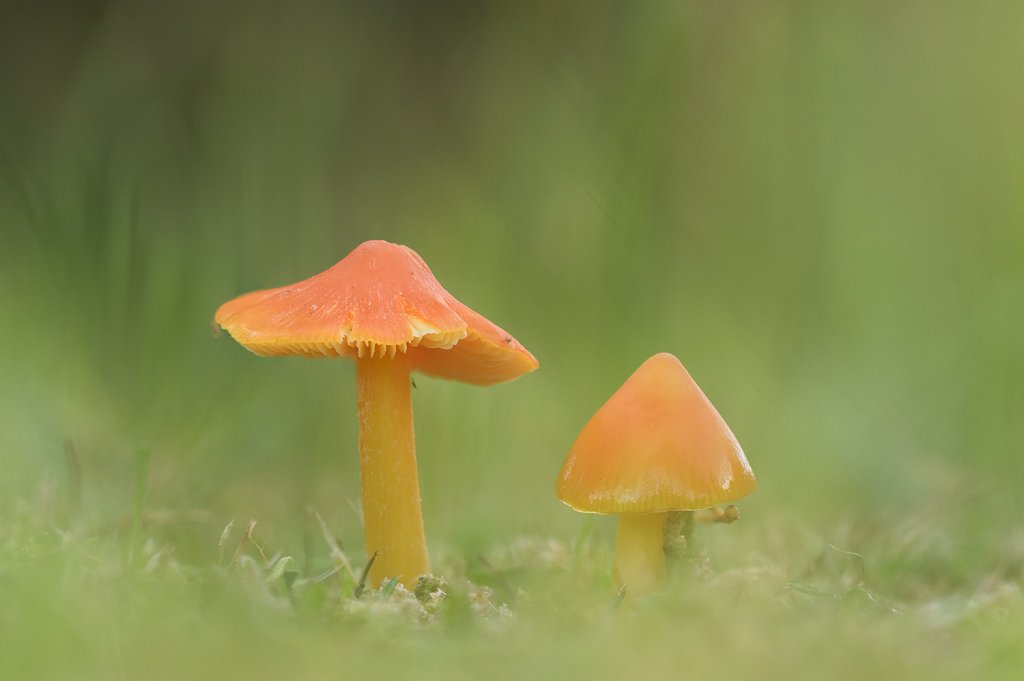 Puntmutswasplaat_Hygrocybe acutoconica