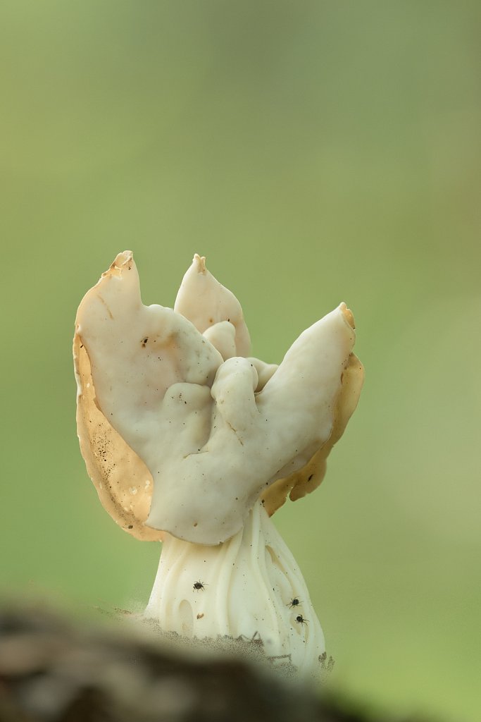 Witte kluifzwam_Helvella crispa