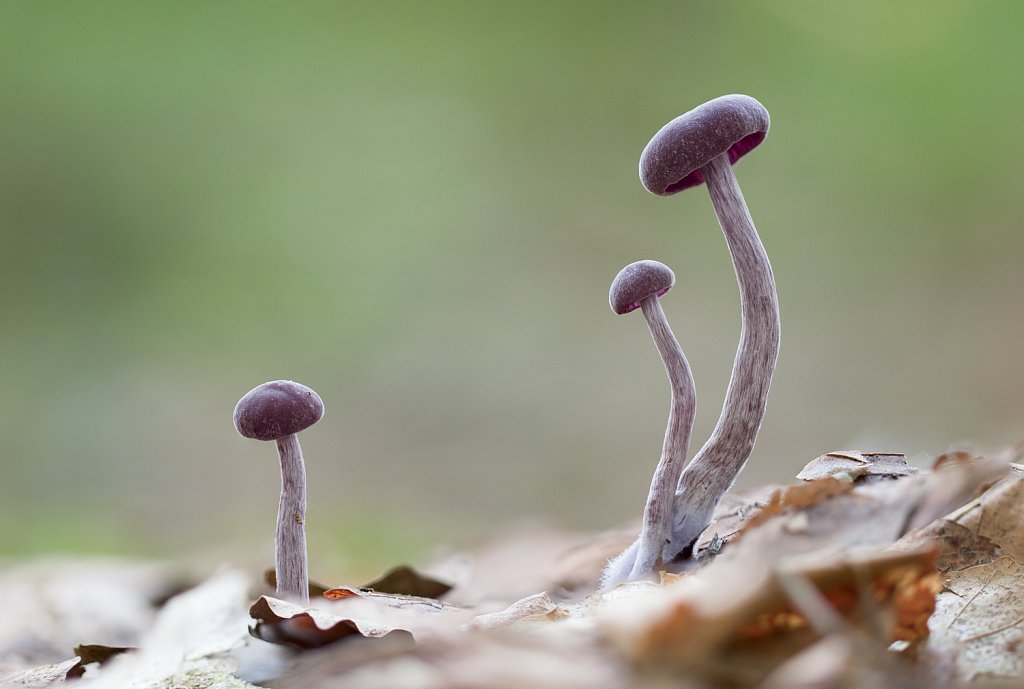 Rodekoolzwam_Laccaria amethystina