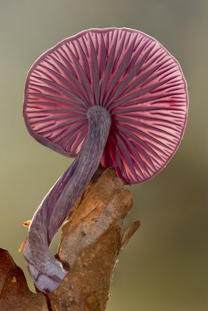 Rodekoolzwam_Laccaria amethystina