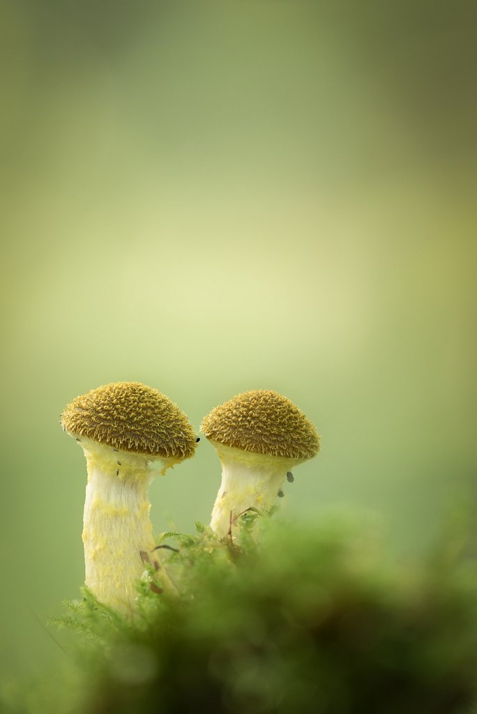 Echte honingzwam_Armillaria mellea