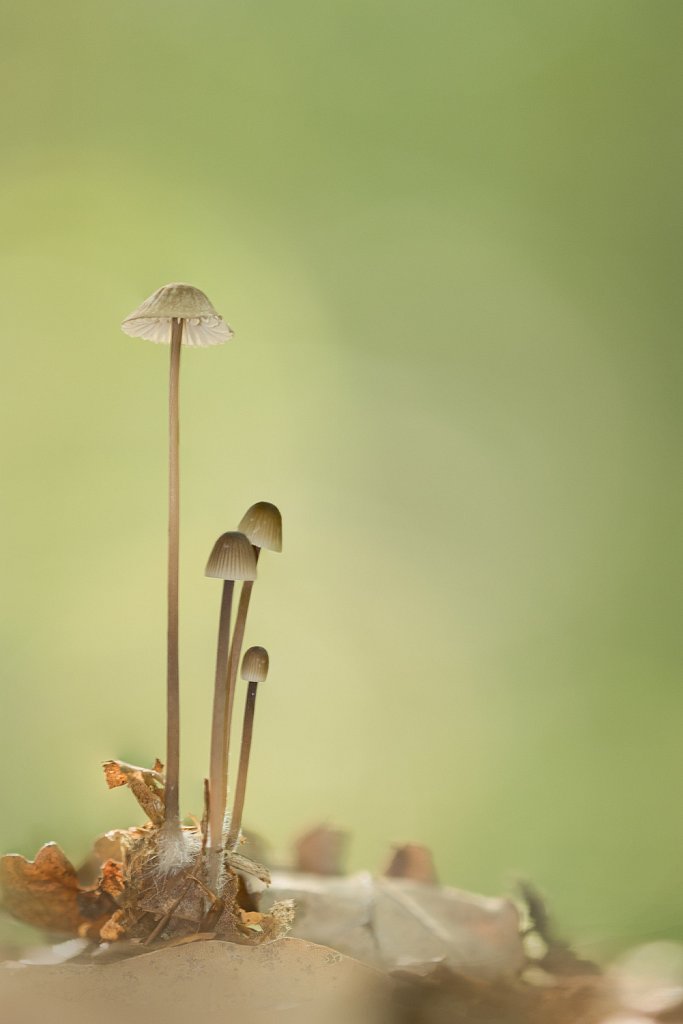 Beukenbladmycena_Mycena fagetorum-