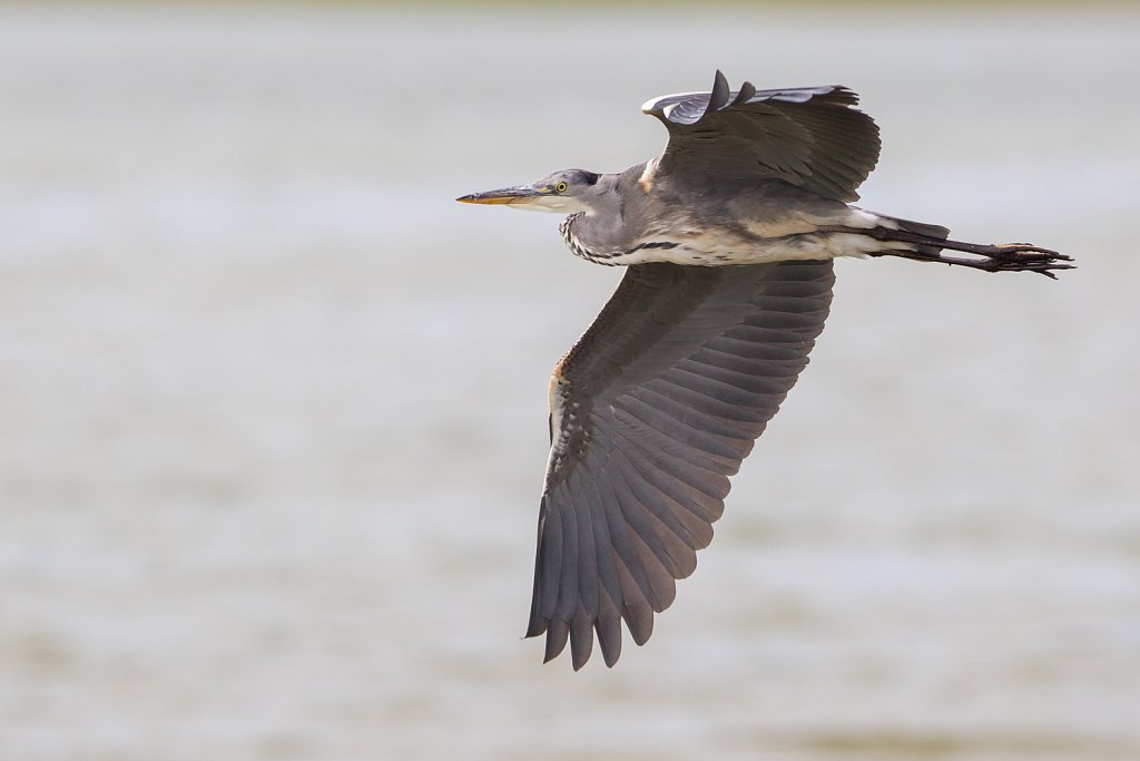 Blauwe reiger_Ardea cinerea