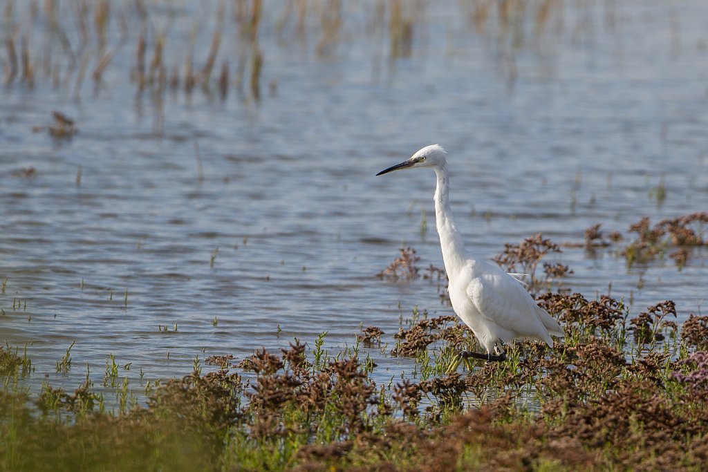 Kleine zilverreiger_Egretta tarzetta