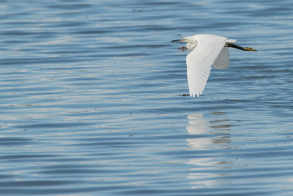 Kleine zilverreiger_Egretta tarzetta