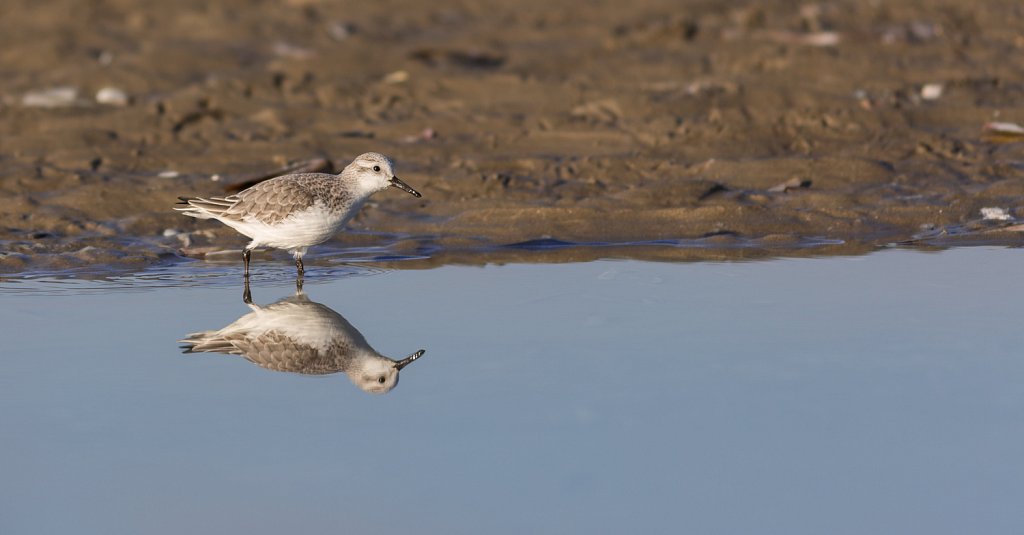 Drieteenstrandloper_Calidris alba