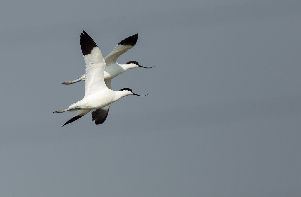 Kluut_Recurvirostra avosetta