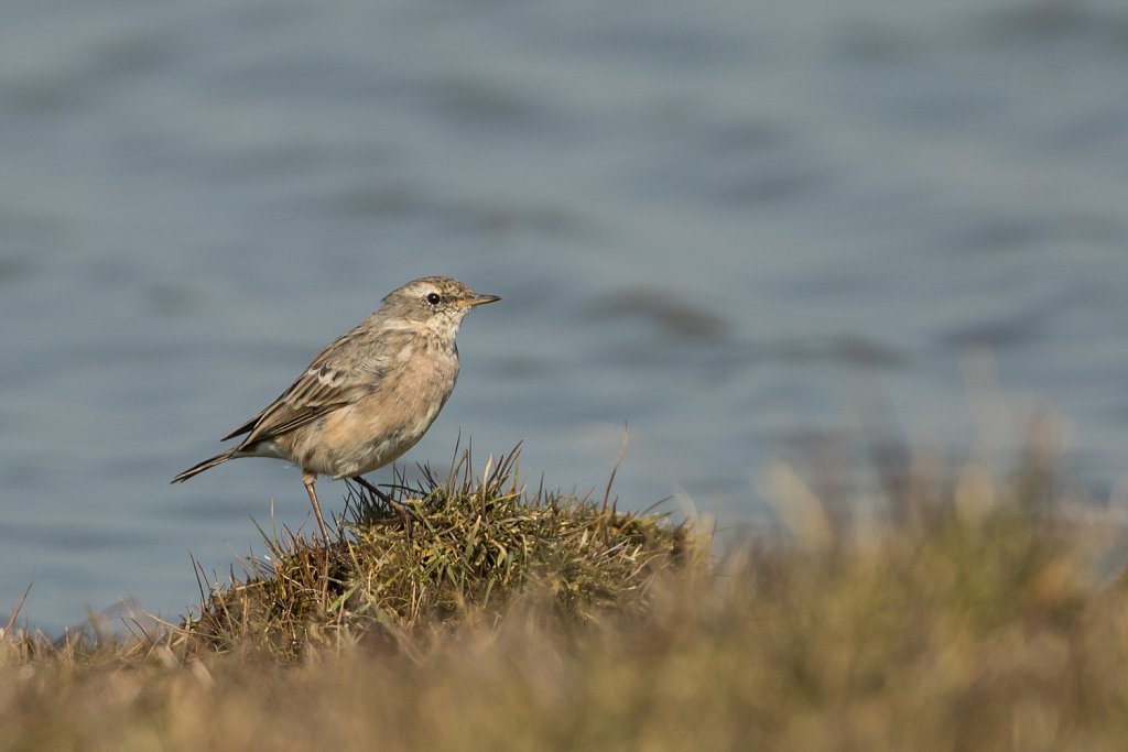 Waterpieper_Anthus spinoletta