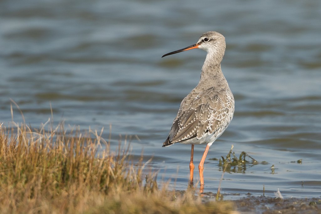 Zwarte ruiter_Tringa erythropus