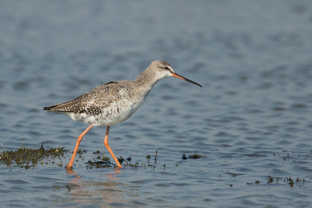 Zwarte ruiter_Tringa erythropus