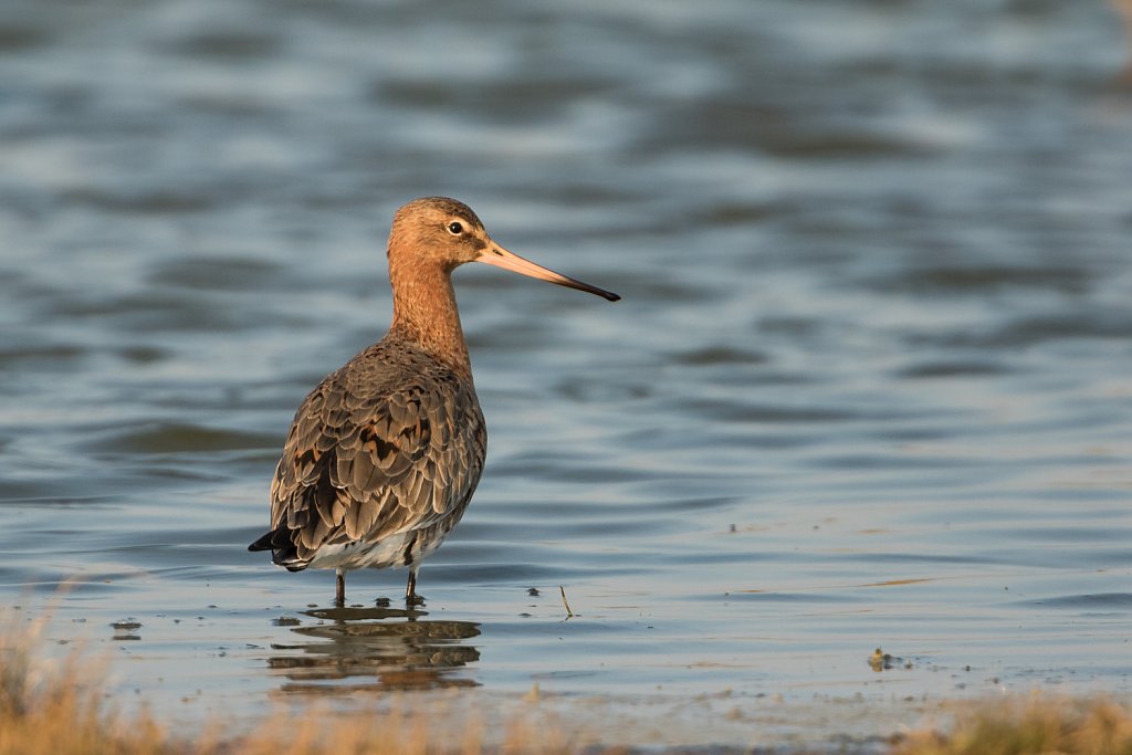 Grutto_Limosa limosa