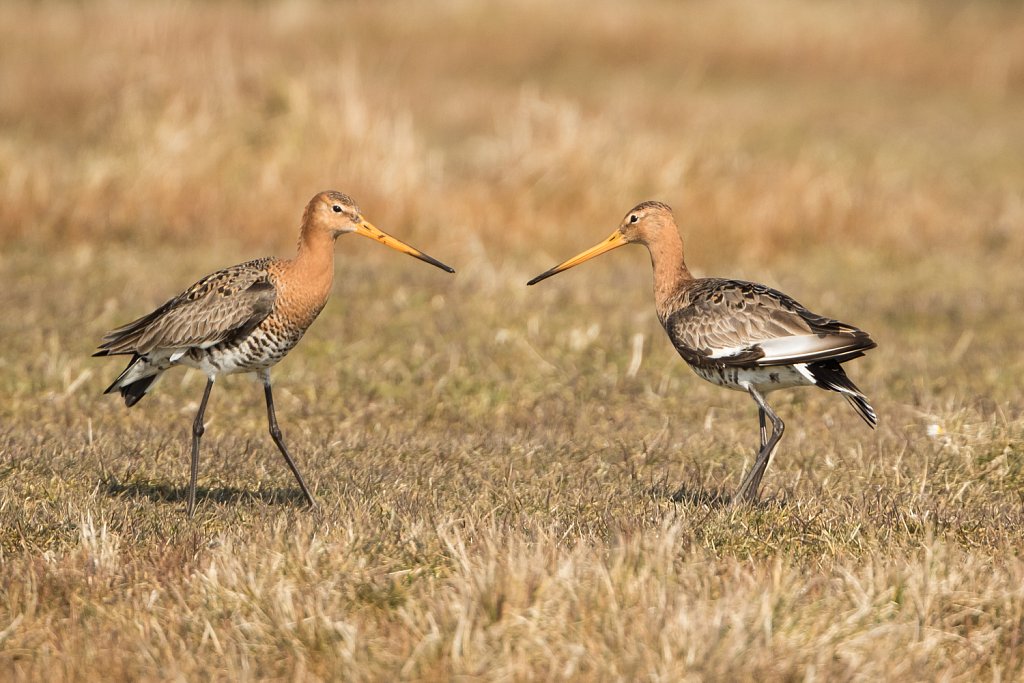 Grutto_Limosa limosa