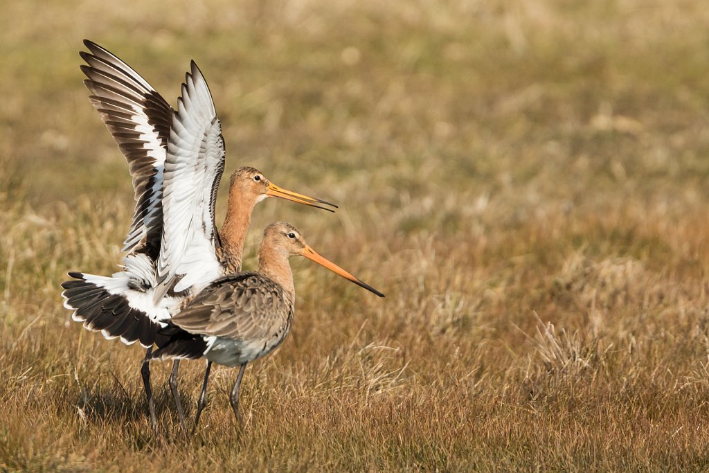 Grutto_Limosa limosa