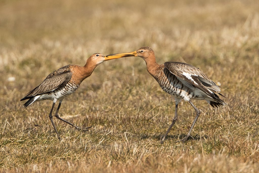 Grutto_Limosa limosa