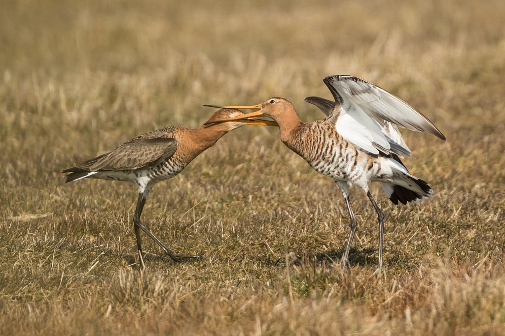 Grutto-Limosa-limosa-22823.jpg