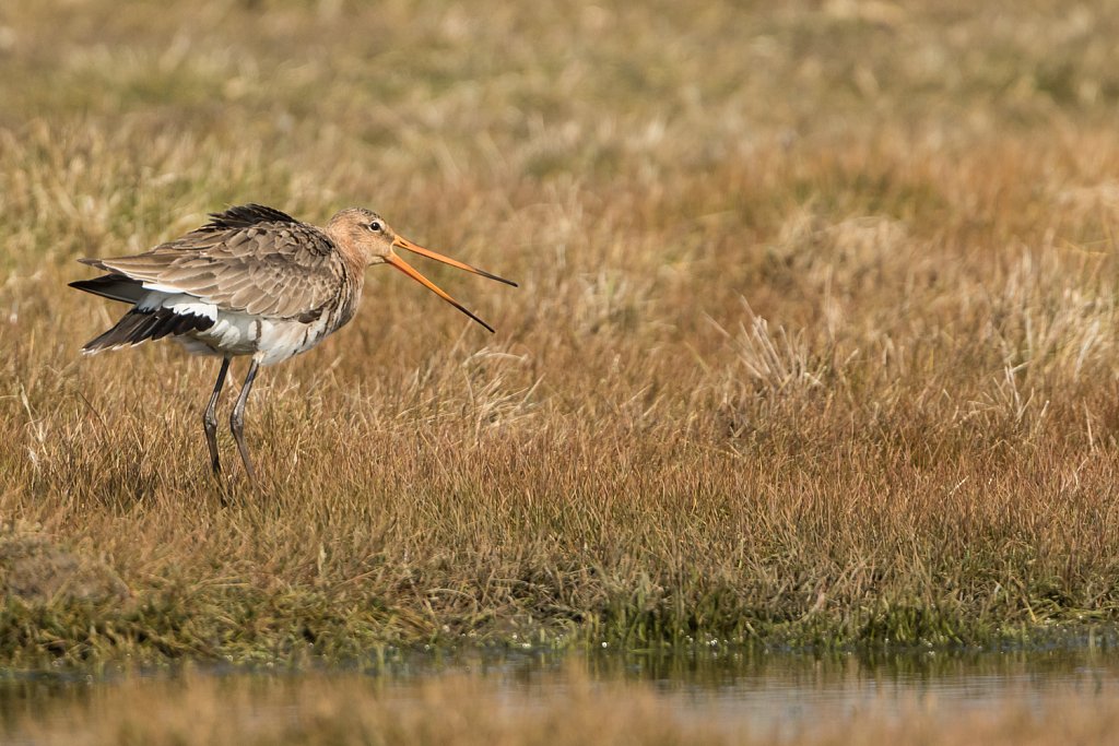 Grutto-Limosa-limosa-22799.jpg