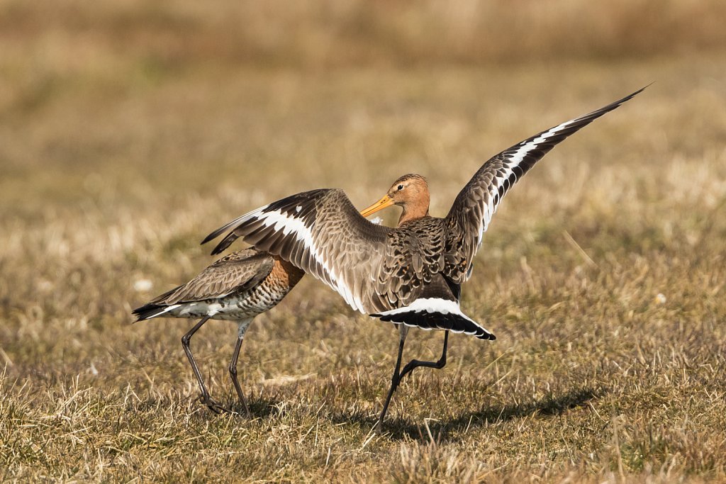 Grutto-Limosa-limosa-22829.jpg