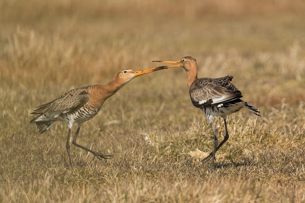 Grutto-Limosa-limosa-22858.jpg