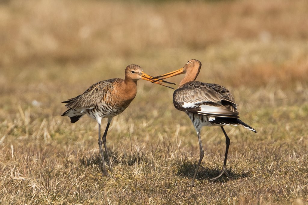 Grutto-Limosa-limosa-22875.jpg