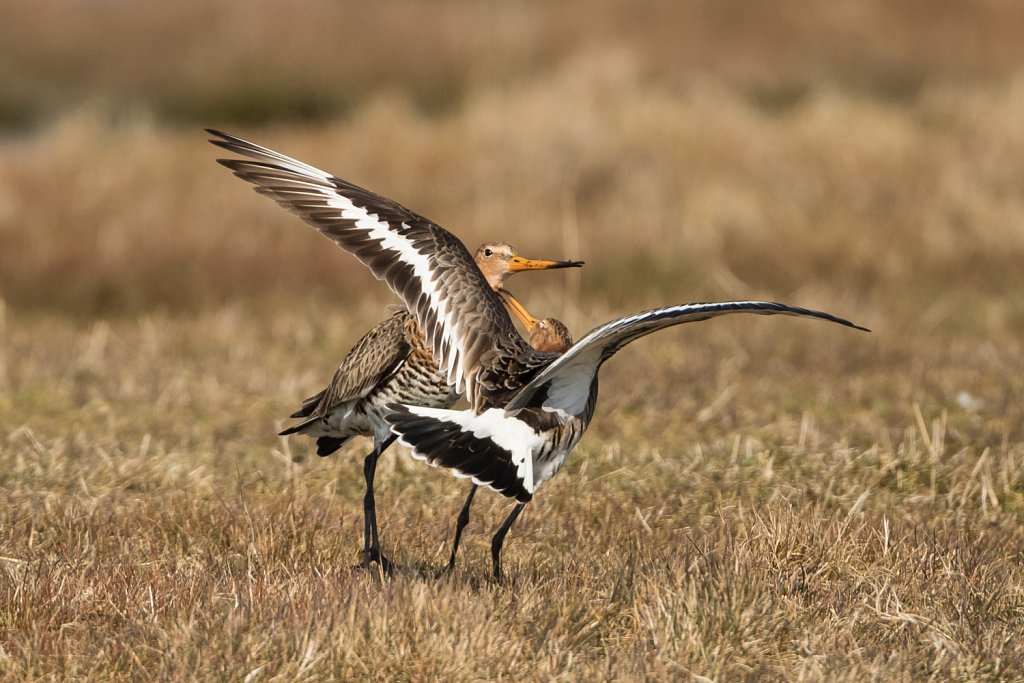 Grutto-Limosa-limosa-22878.jpg