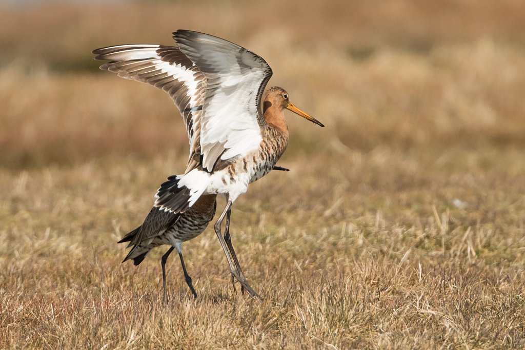 Grutto-Limosa-limosa-22887.jpg