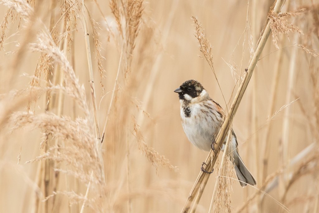 Rietgors_Emberiza schoeniclus