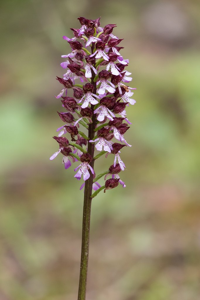 Purperorchis_Orchis purpurea