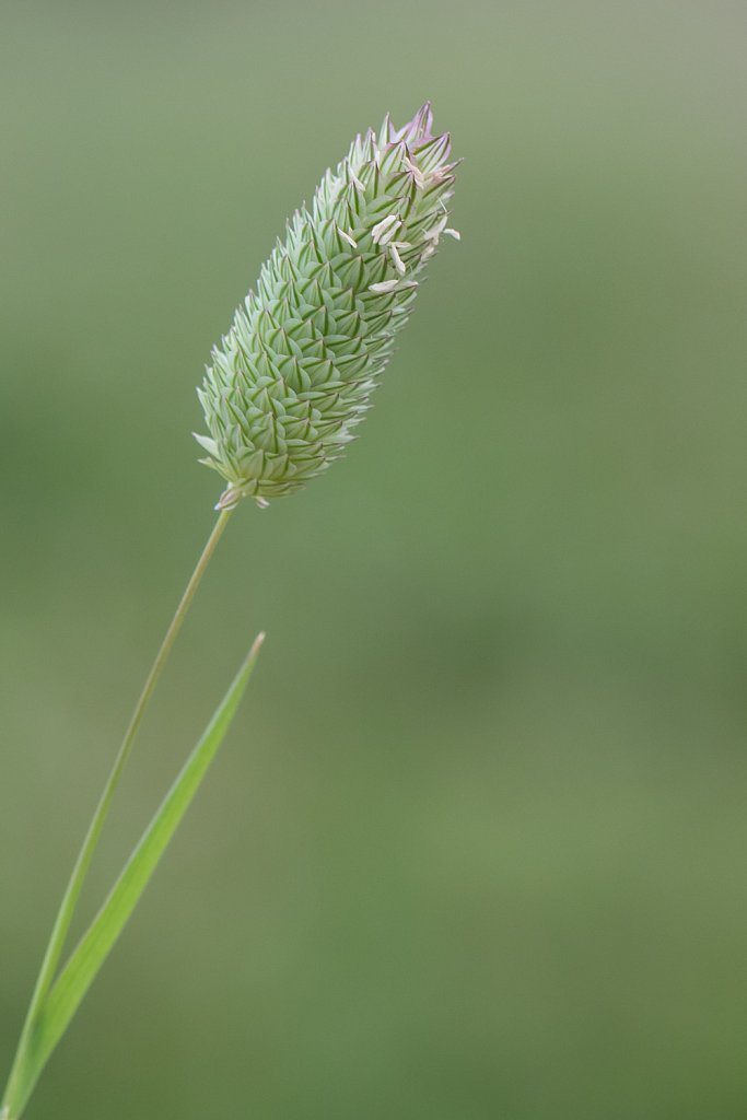 Klein timoteegras_Phleum bertolonii