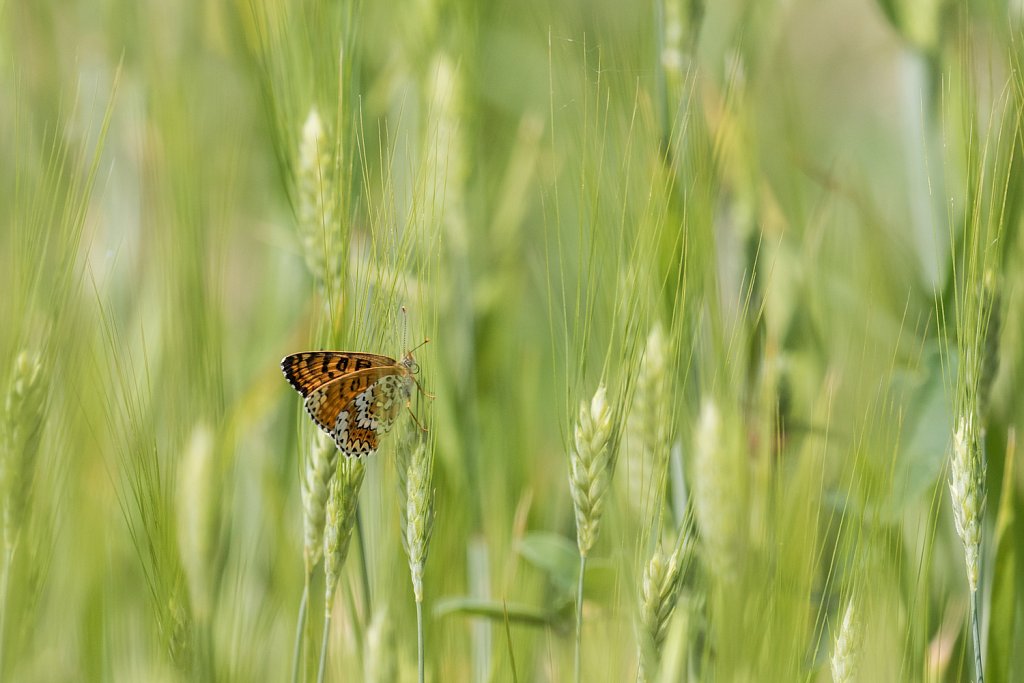 Veldparelmoervlinder_Melitaea cinxia-