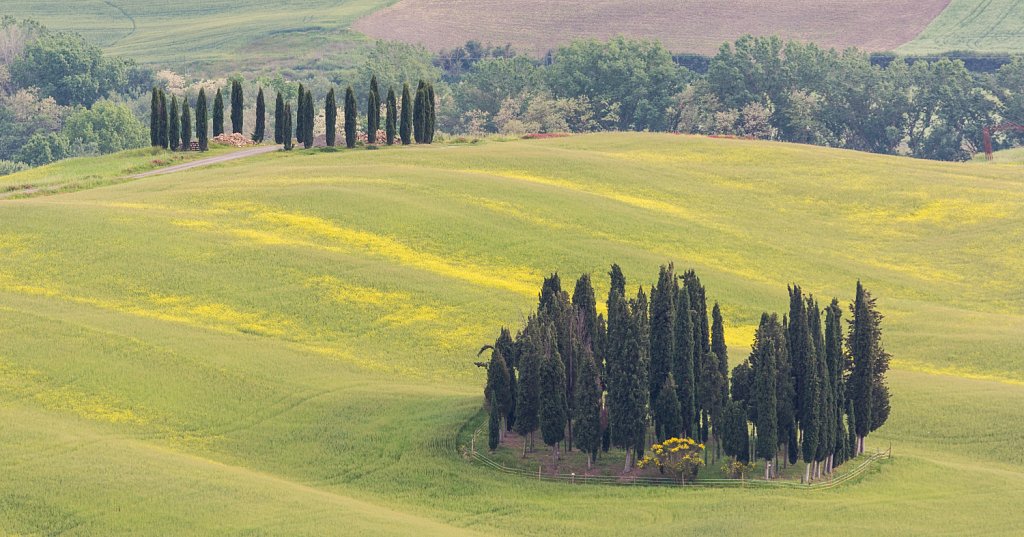 Italiaanse cipres_Cupressus sempervirens