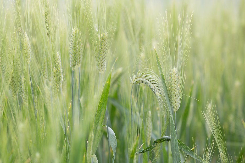 Gerst_Hordeum