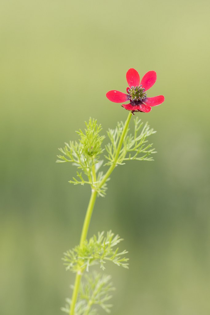 Herfstadonis_Adonis annua