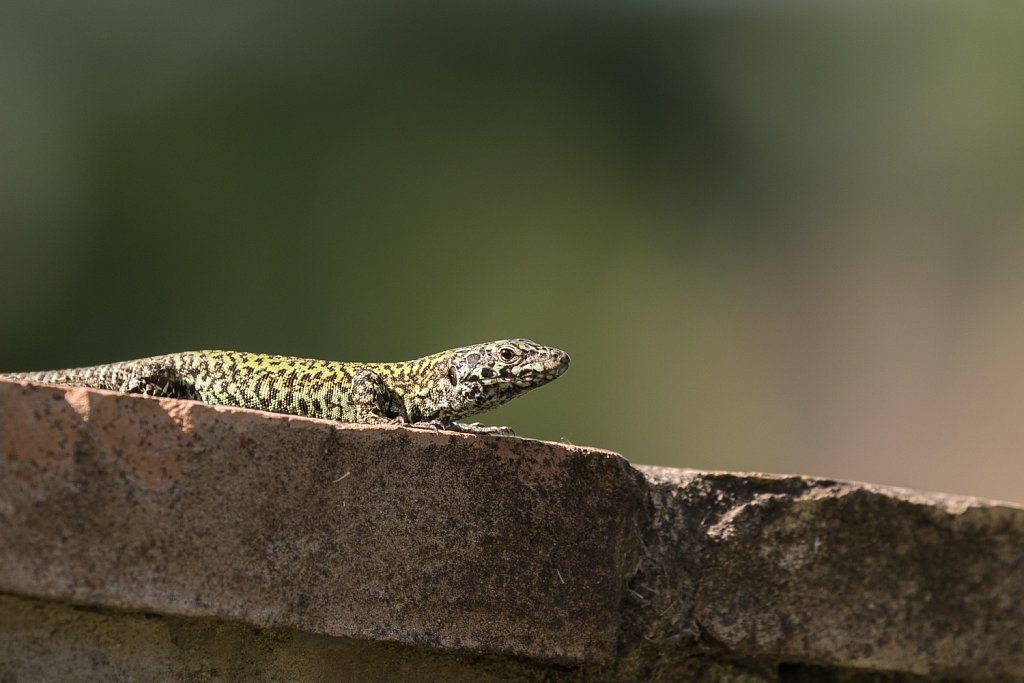 Muurhagedis_Podarcis muralis