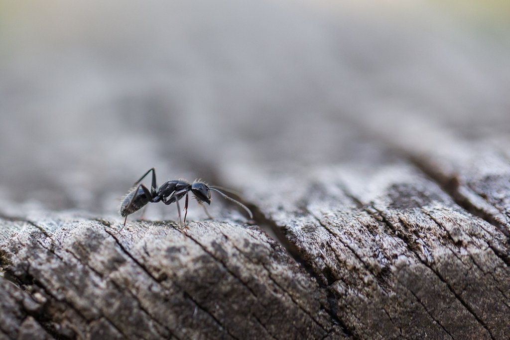 Reuzenmier_Camponotus vagus