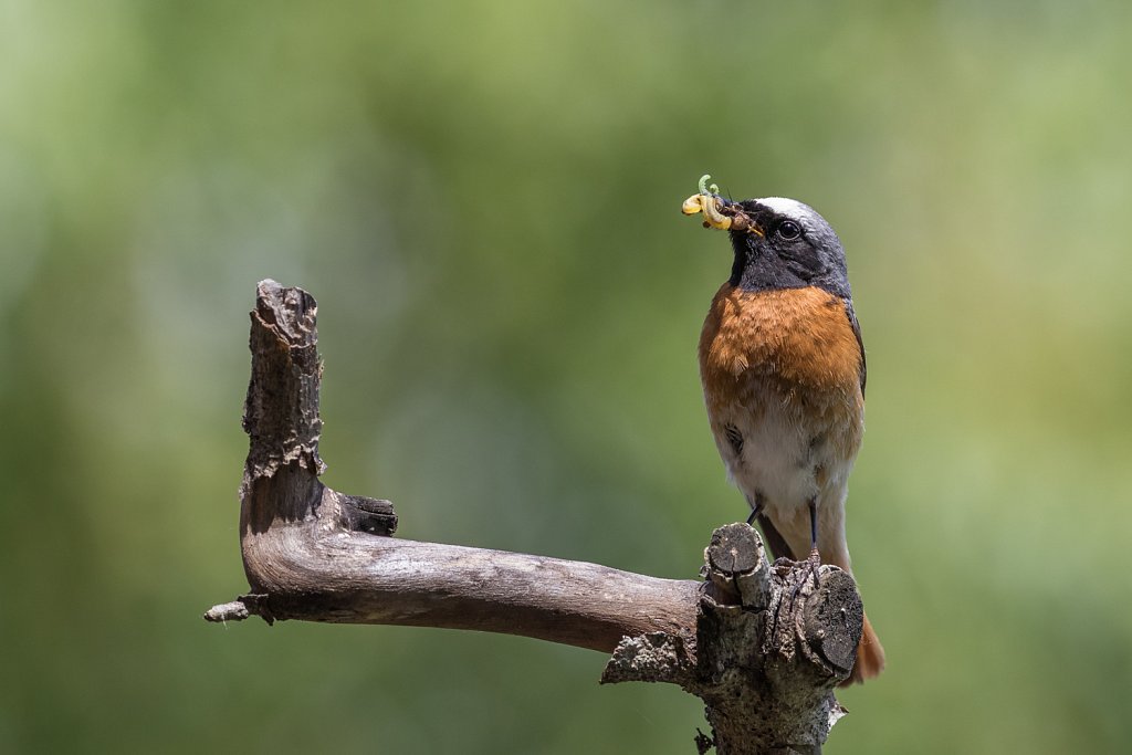 Gekraagde roodstaart_Phoenicurus phoenicurus